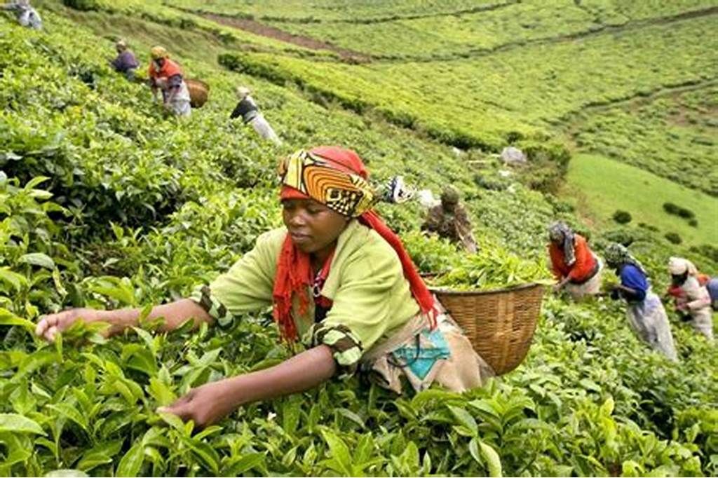 The Colonial Roots of Thyolo and Mulanje Tea