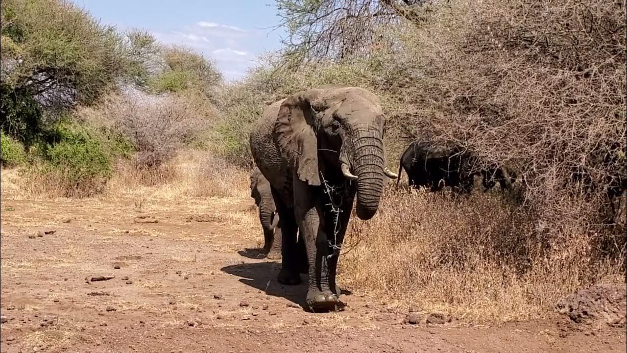 Charging Elephant Kills an American Woman in Zambia