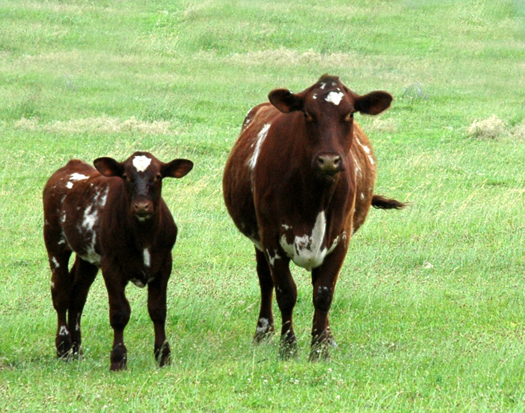 Cows at Dads Place 1