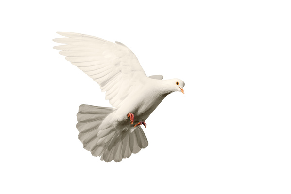white dove