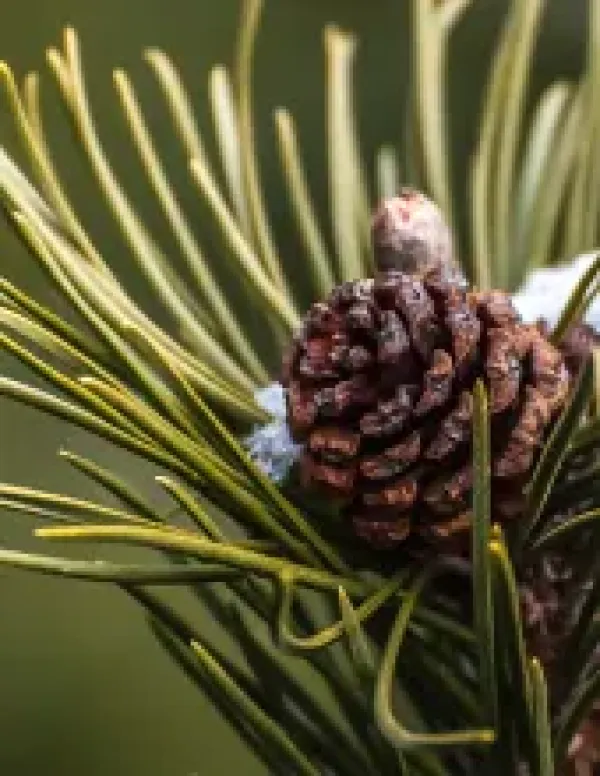 images/PHOTOS/brent%20wenden%20nye.webp#joomlaImage://local-images/PHOTOS/brent wenden nye.webp?width=170&height=220